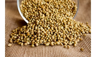 Coriander Seeds