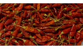 Dry Red Chilies