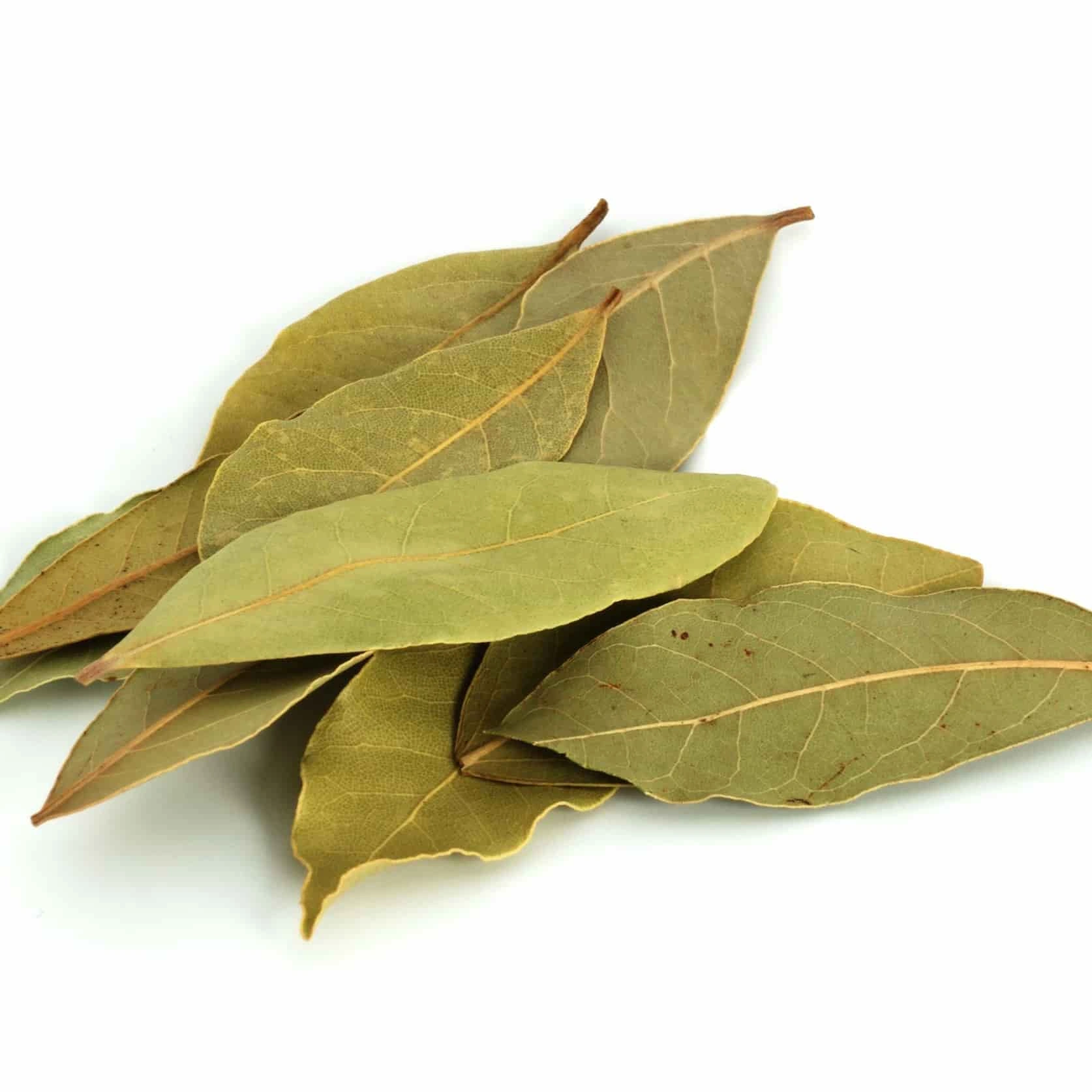 Bay-leaf-Sa1156