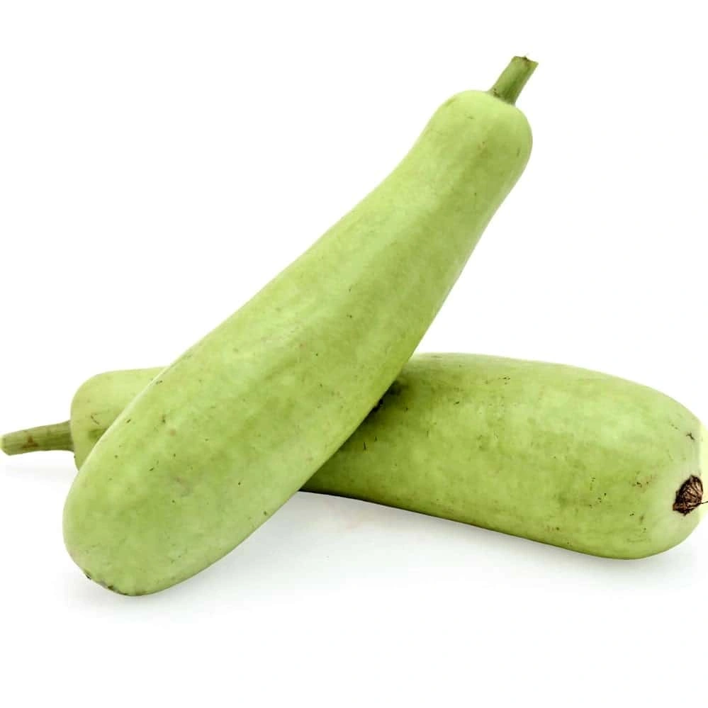 Doodhi / Bottle Gourd / Lauki-Sa1187