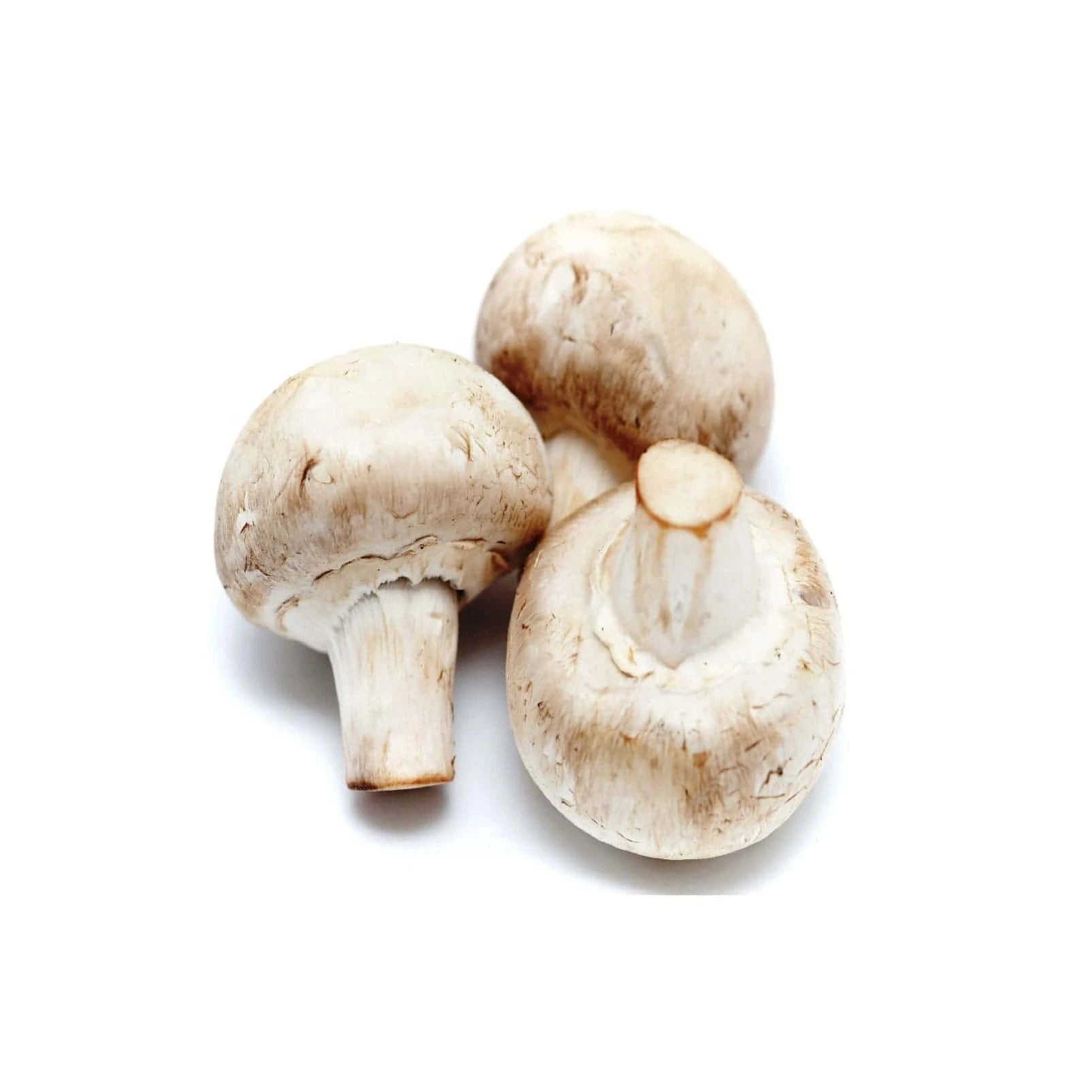 Mushroom-Sa1196