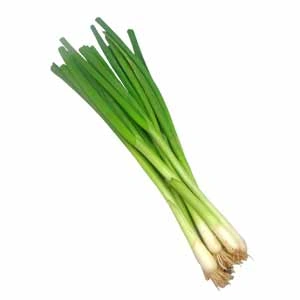 Spring Onion-Sa1204