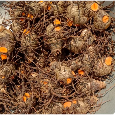 Pure RAW Turmeric -  Farm Freshness-1