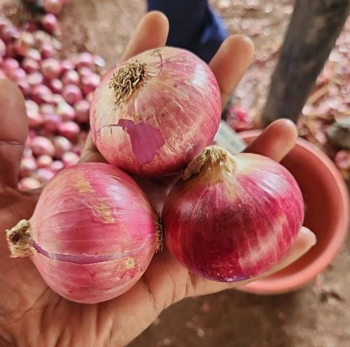 nasik red onion-55-2