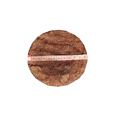 Cow Dung Cake-3