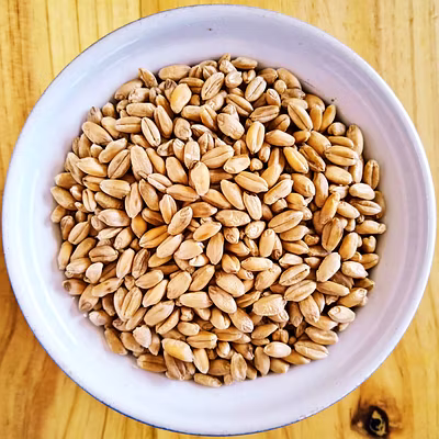 Premium Wheat-2