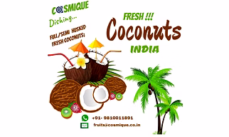 SEMI HUSKED COCONUT