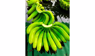 BANANA- G9