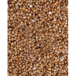 KODO MILLET