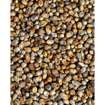 pearl millet