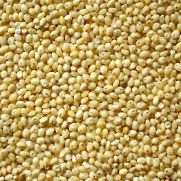Proso millet
