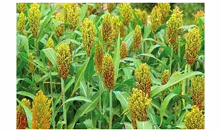 Sorghum Millet (Jowar)