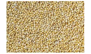 Proso millet