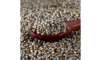 Pearl Millet
