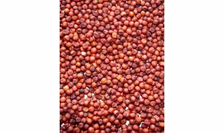 Raagi (Finger Millet)