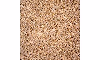 Little MILLET