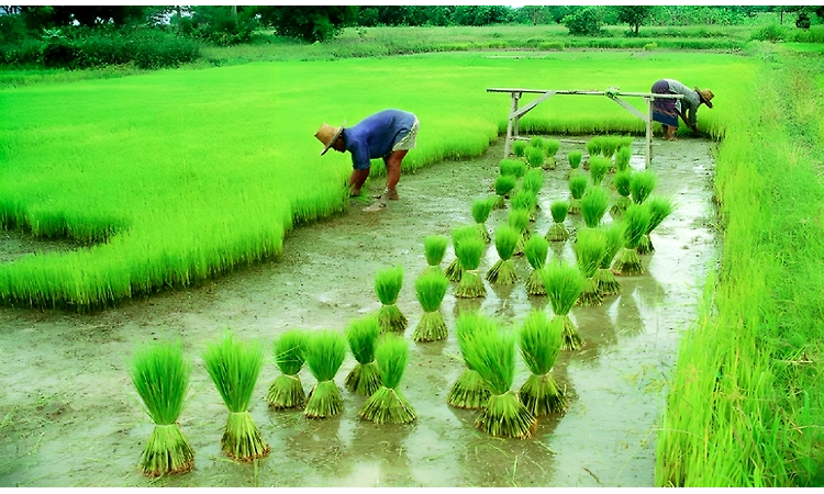 Indian Government Contemplates Ban on Non-Basmati Rice Exports: Pros and Cons