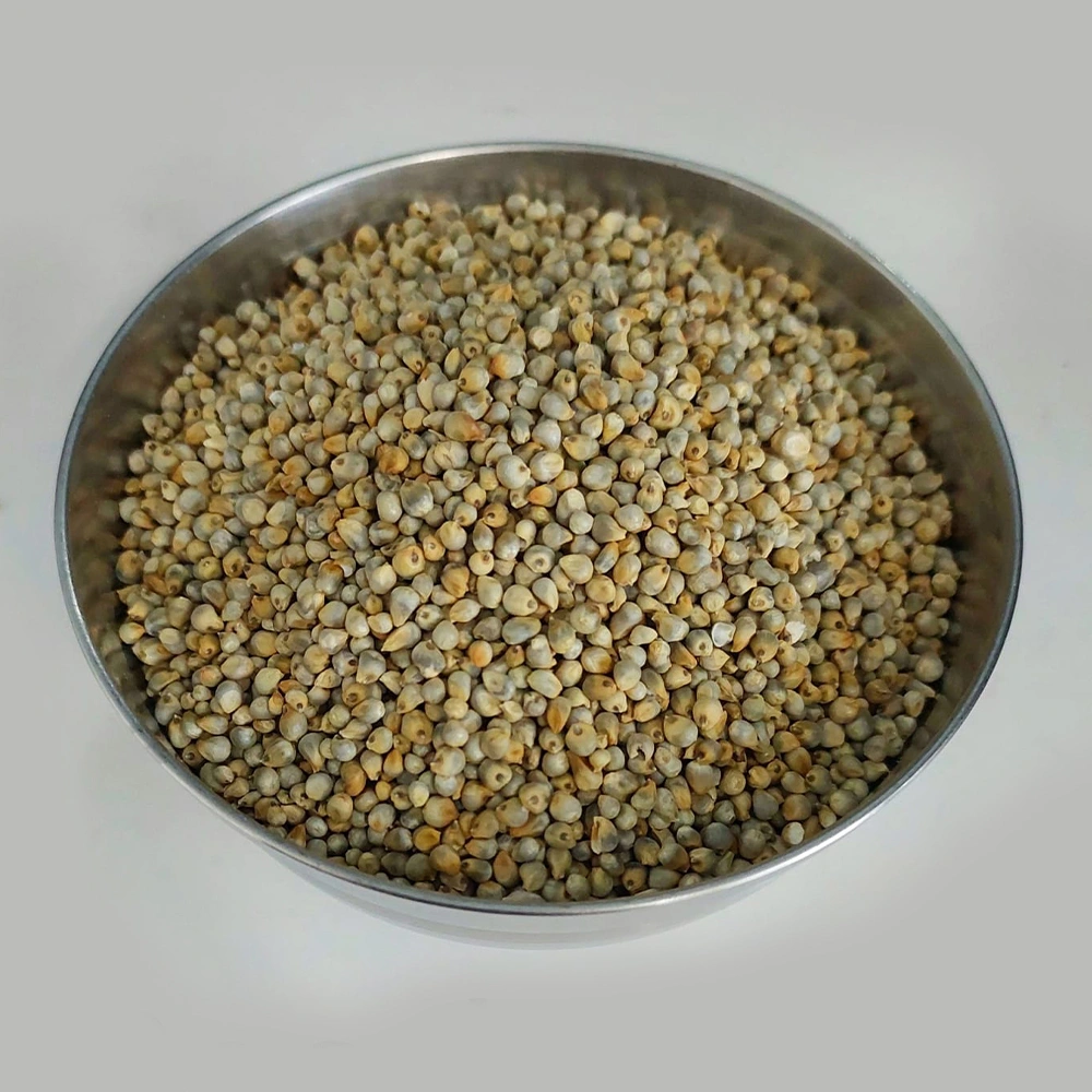 Pearl Millet-2