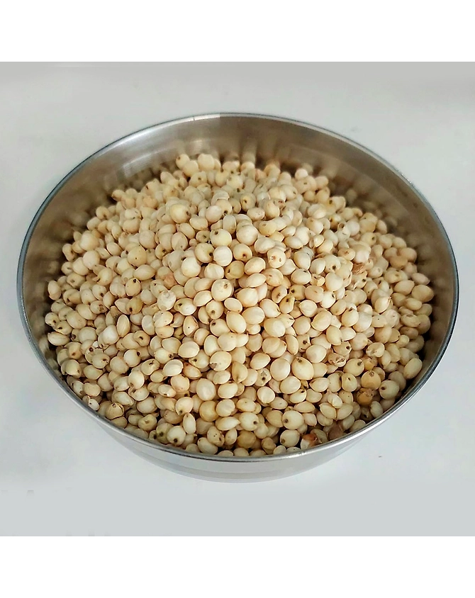 White Sorghum-2