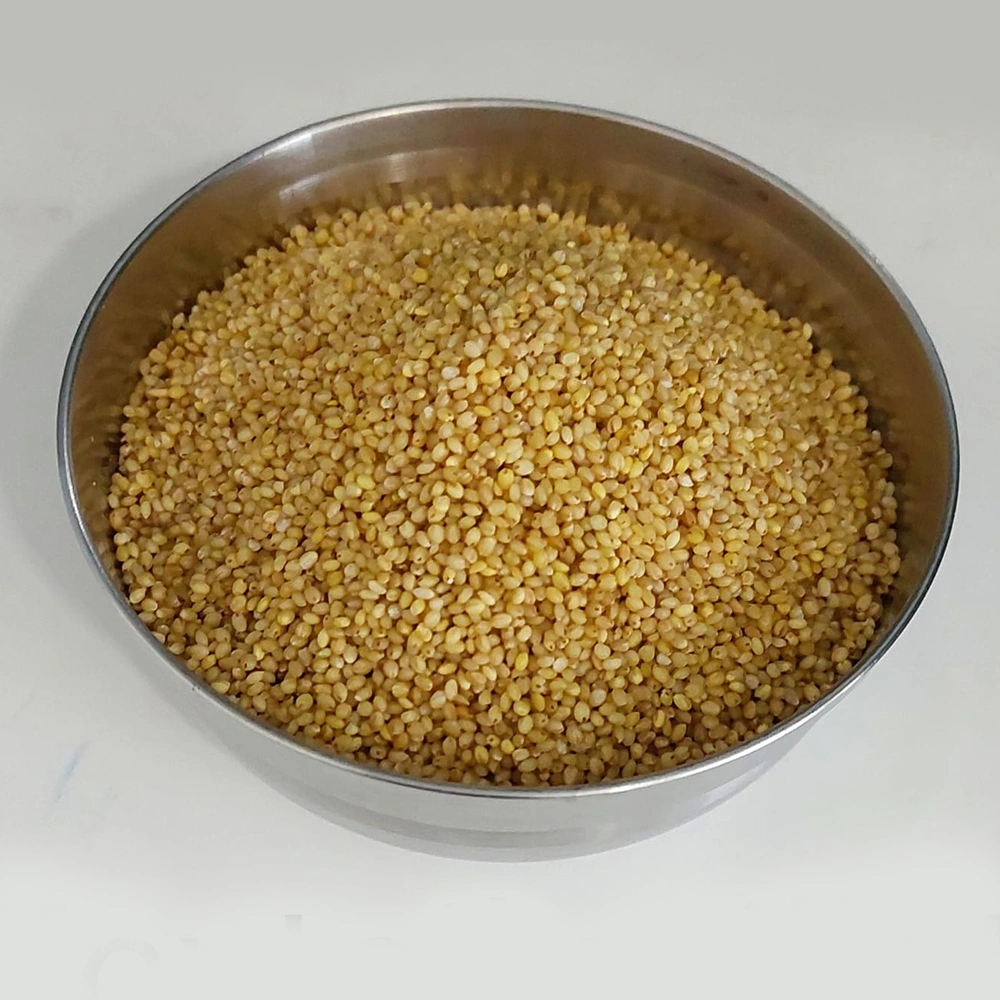 Foxtail Millet-2