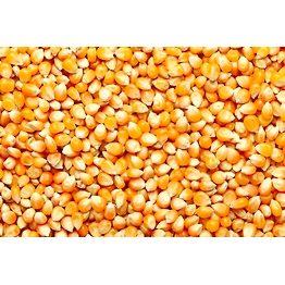Yellow Corn Maize