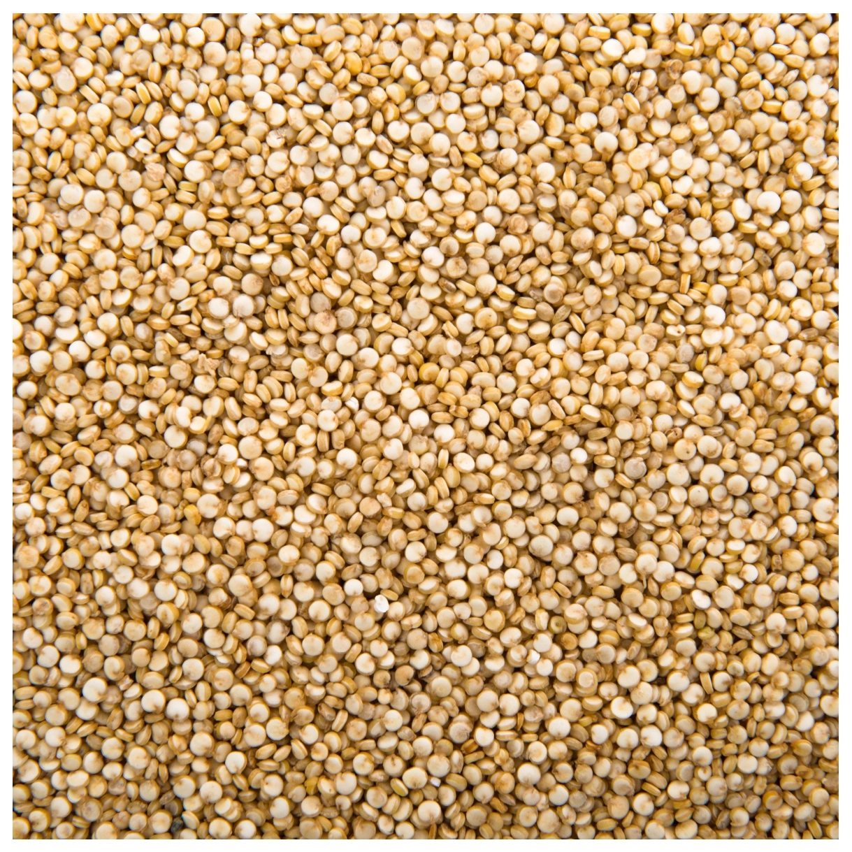 Sorghum Millet-2