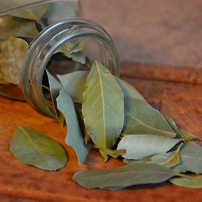 Bay leaf