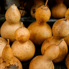 Bottle gourd