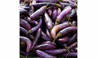 Brinjal