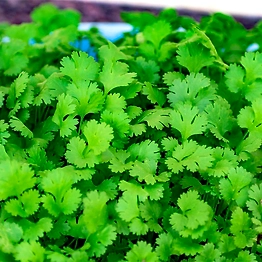 Coriander