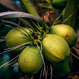 coconut