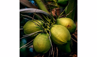 Coconut