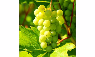 Grapes