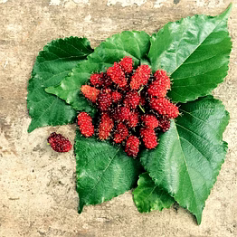 mulberry