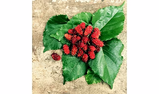 Mulberry