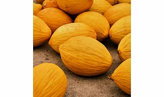 Muskmelon