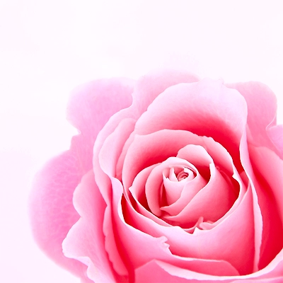 Baby Pink - Nobles