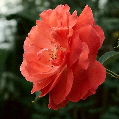 BiColor - Jumilia