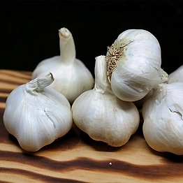 Garlic