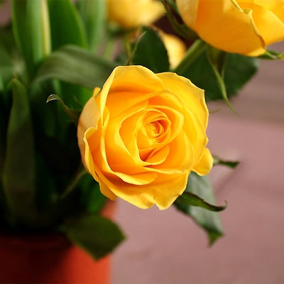 Yellow - Solaire
