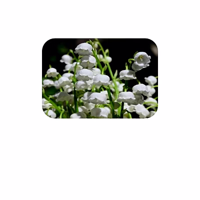 lily of the valley