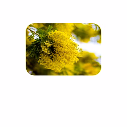 mimosa