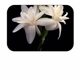 tuberose