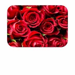 rose damascena