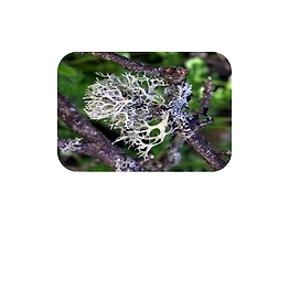 Oak Moss.