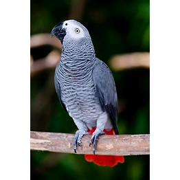 African Grey Parrot
