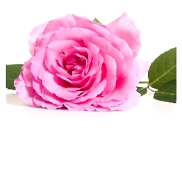 Rose Centifolia.