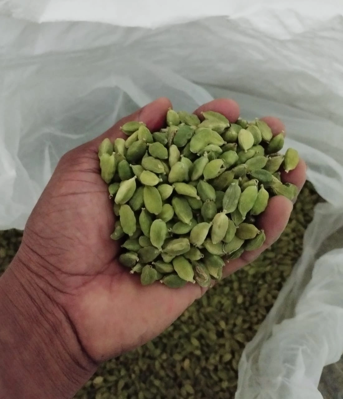 Green Cardamom-1