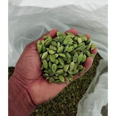Green Cardamom-2