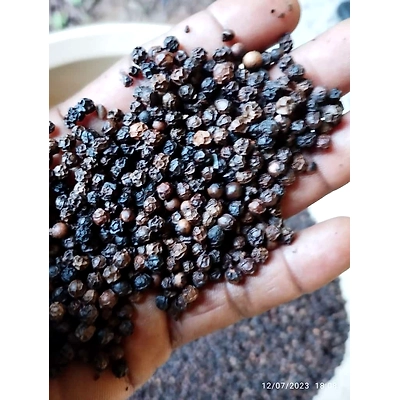 Black Pepper-3